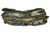 Mammoth Molar Slice With Case - South Carolina #106475-1